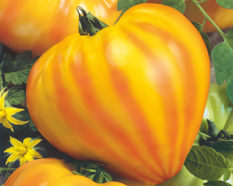 Bulk: Oxheart Striped Bicolor Tomato Seeds