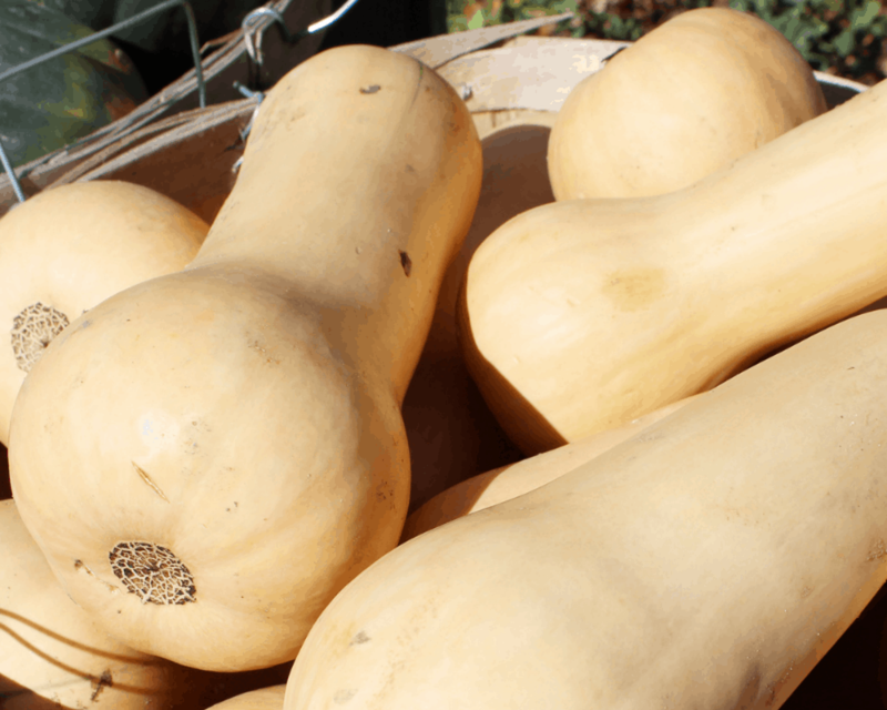 Waltham Butternut Winter Squash Seeds