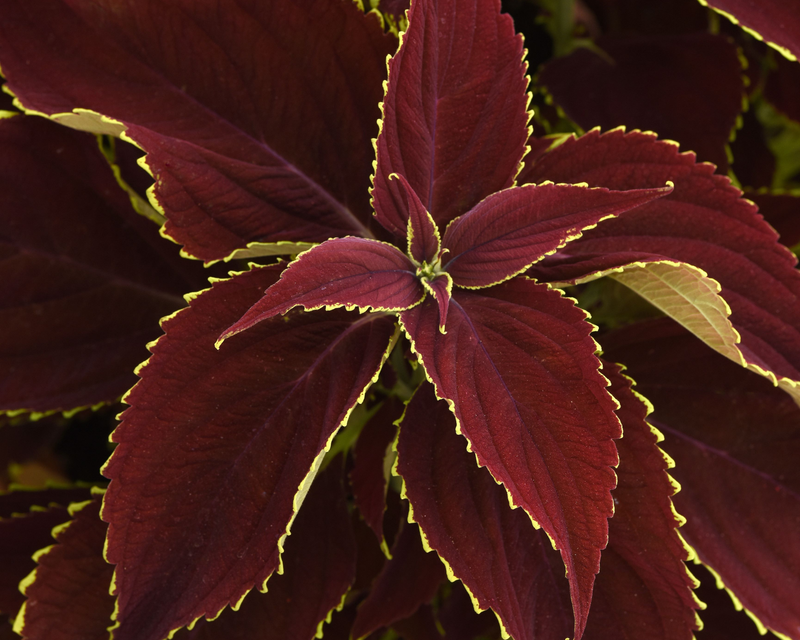 Premium Sun Ruby Hearts Coleus Seeds
