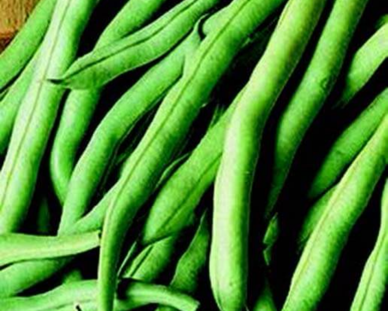 Stringless Green Pod Bean