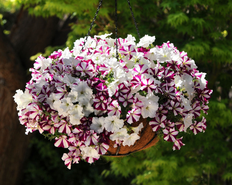 wave petunia flower seeds Hybrid Easy Wave Starfish Mix Spreading Petunia Seeds — Seeds 'n Such