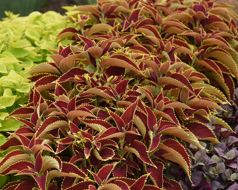 Premium Sun Ruby Hearts Coleus Seeds