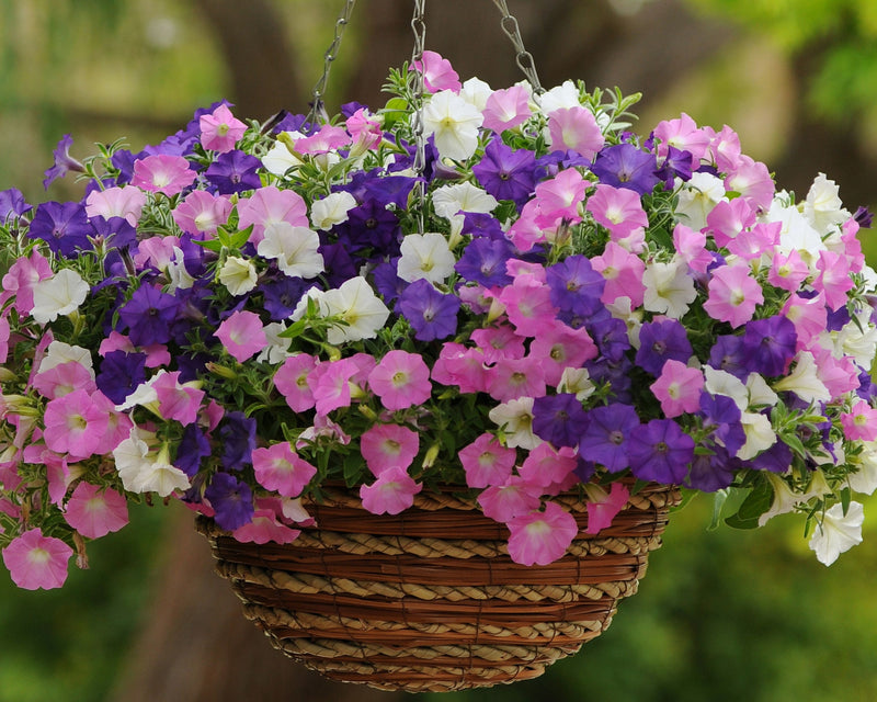 planting wave petunia seeds Hybrid Shock Wave® Spark Mix Spreading Petunia Seeds