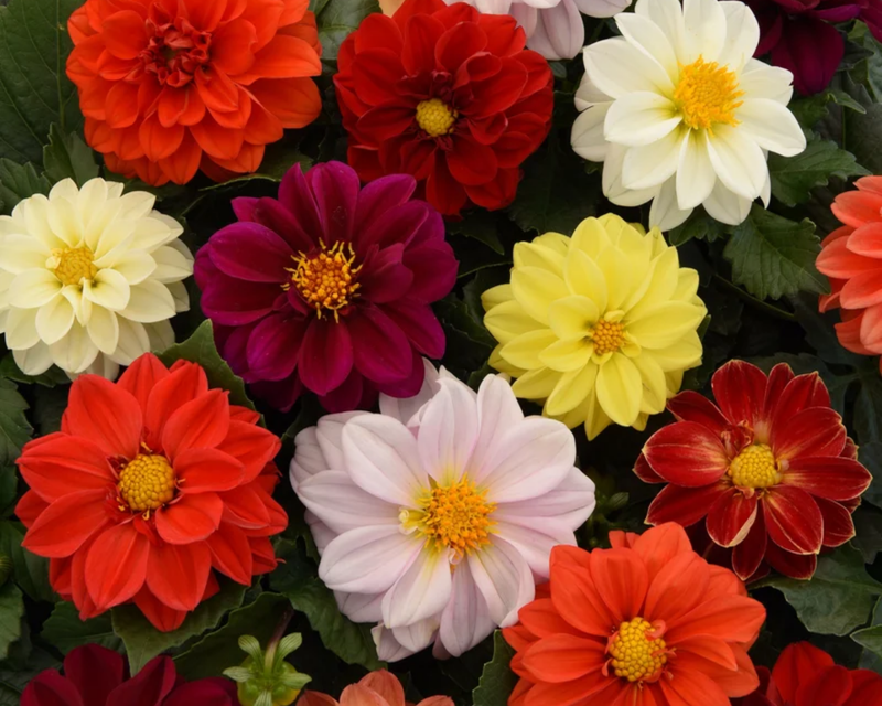 Dahlia Figaro Mix