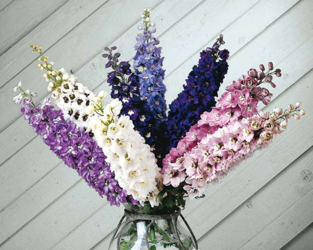 Delphiniums
