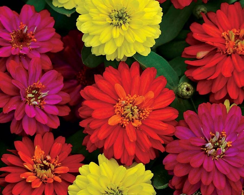 Zahara Double Brilliant Mix Zinnia Seeds