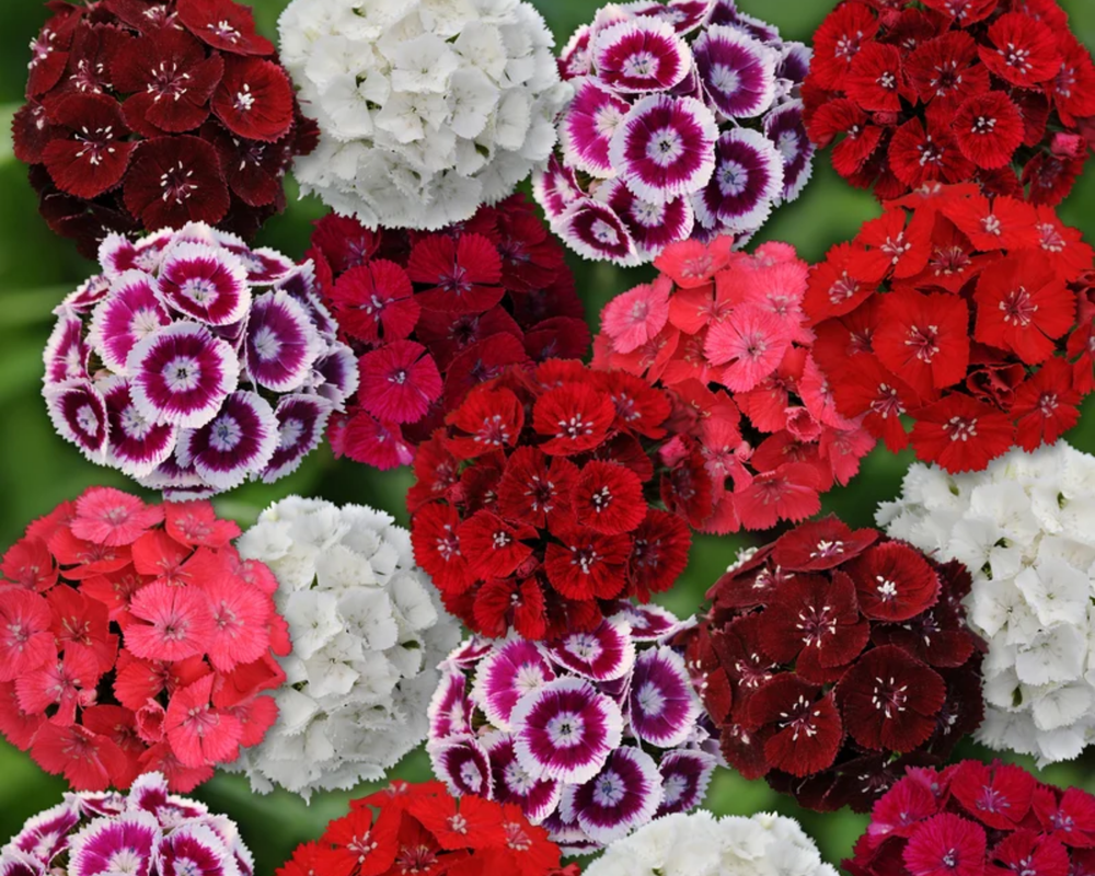 Dianthus