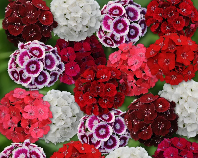 Sweet Mix Dianthus Seeds