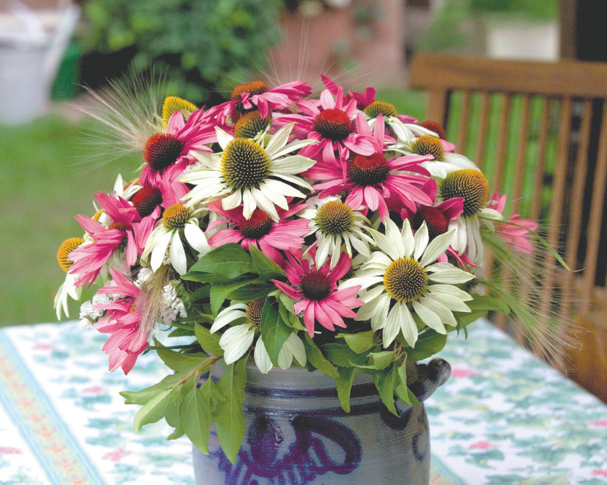 echinacea strawberry and cream seeds Primadonna Mix Echinacea Seeds — Seeds 'n Such