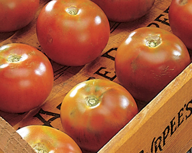 Burpee's Long-Keeper Tomato Seeds