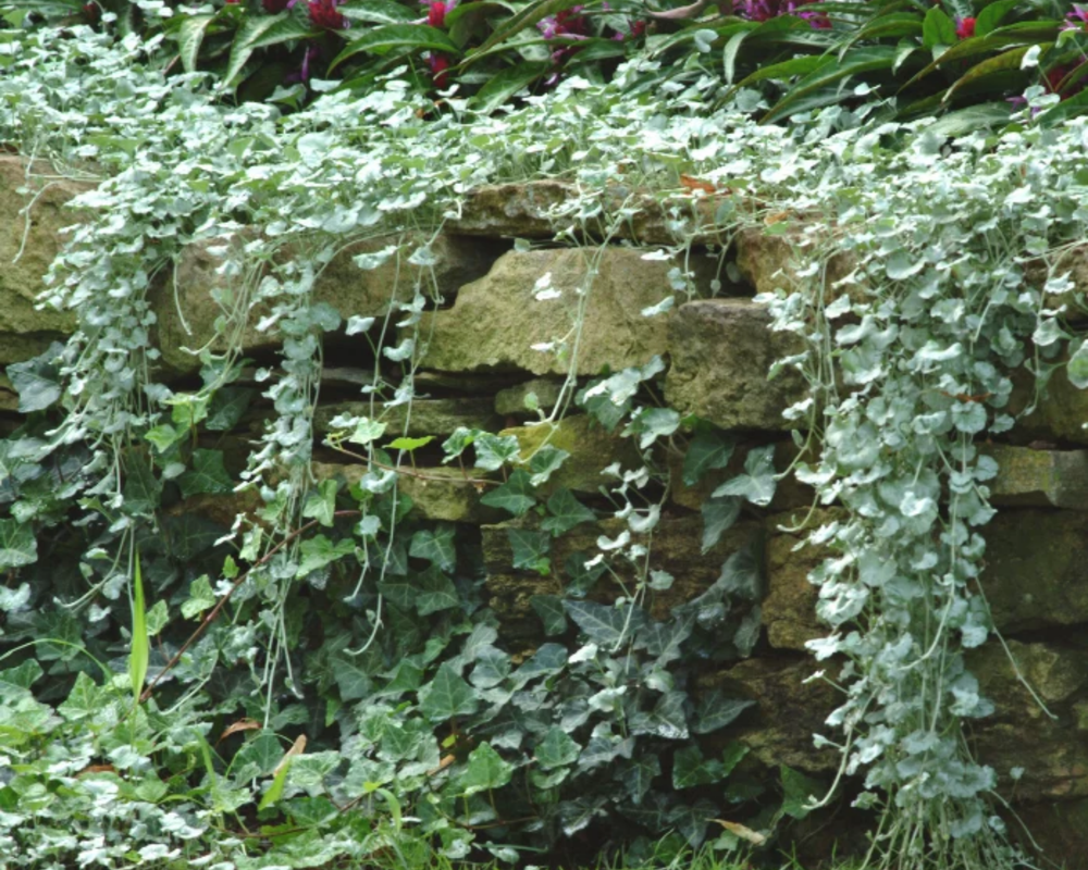 Dichondra