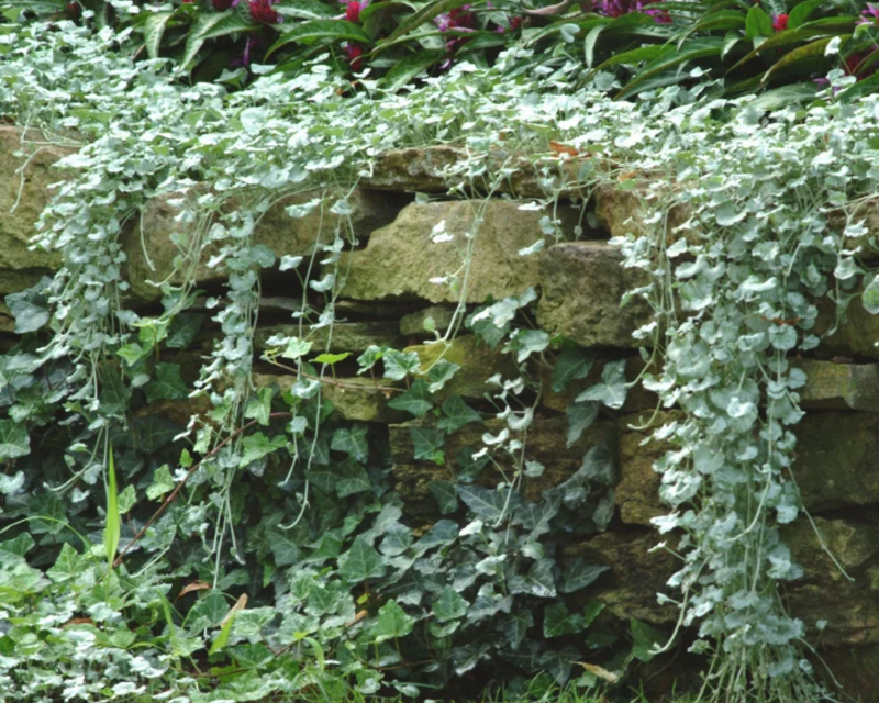 Silver Falls Dichondra Seeds