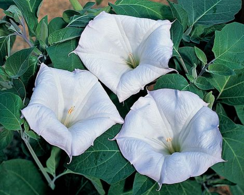 Evening Fragrance Angels Trumpet Seeds