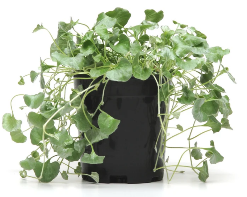 Silver Falls Dichondra Seeds