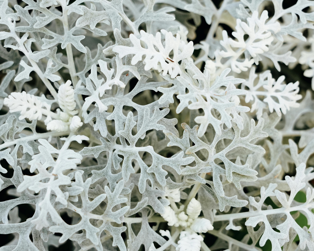 Dusty Miller