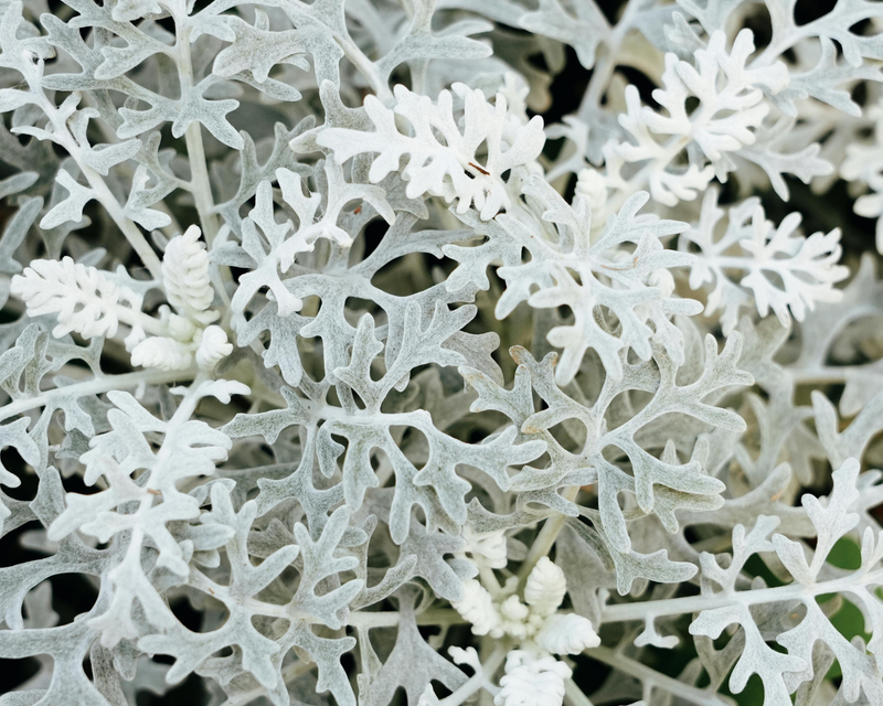 Silver Dust Dusty Miller Seeds