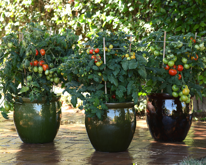 Little Sicily Hybrid Tomato Seeds