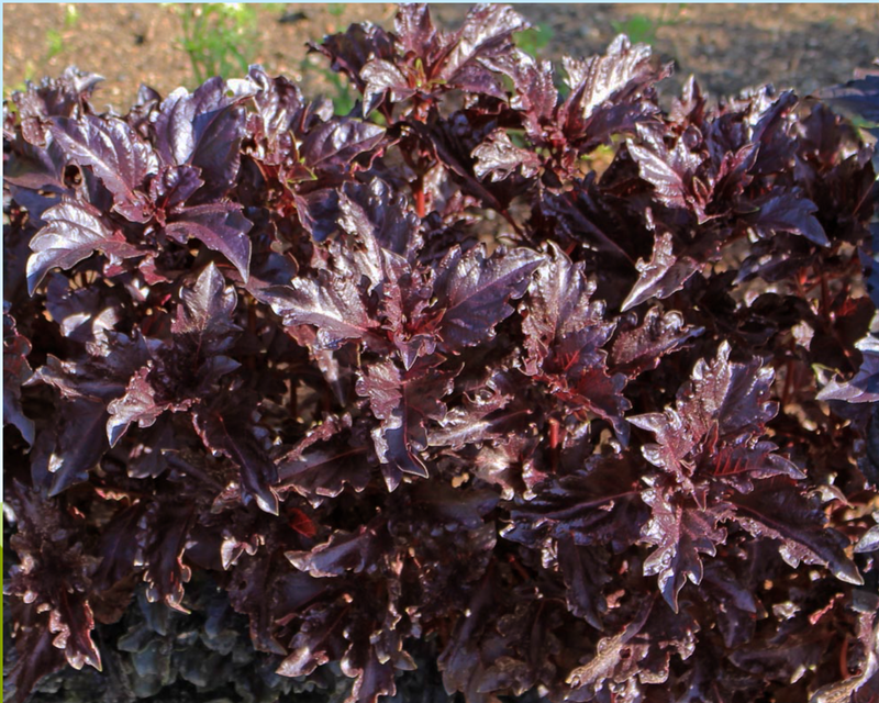 Bulk: Purple Ruffles Basil Seeds