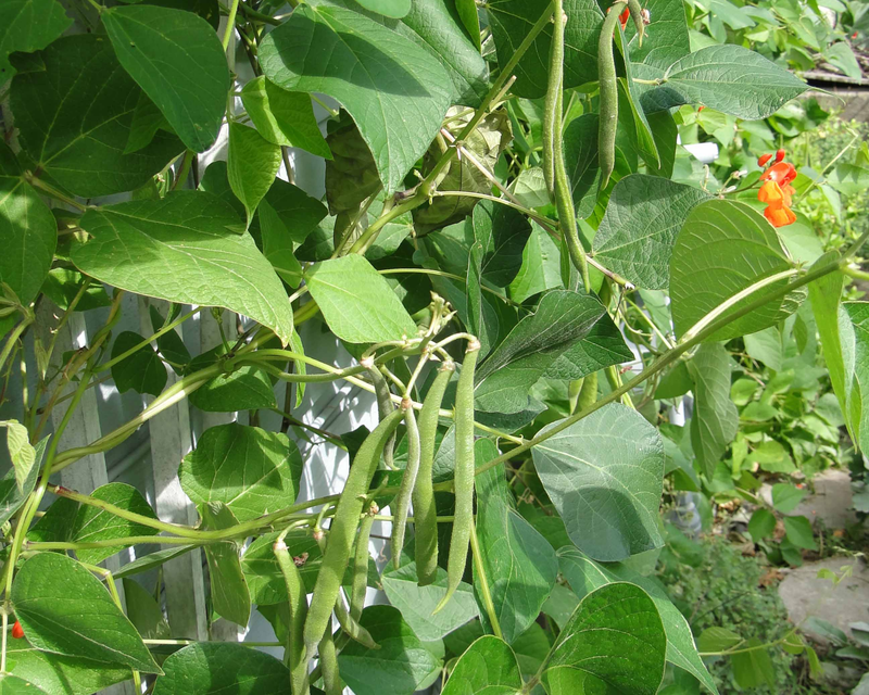 planting scarlet runner beans from seed Scarlet Runner Bean Seeds — Seeds 'n Such