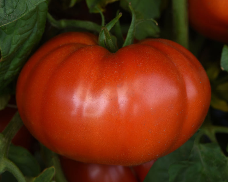 Wonderstar Red Hybrid Beefsteak VFStLb Tomato Seeds