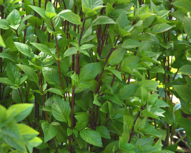 Everleaf Emerald Towers Basil Seeds