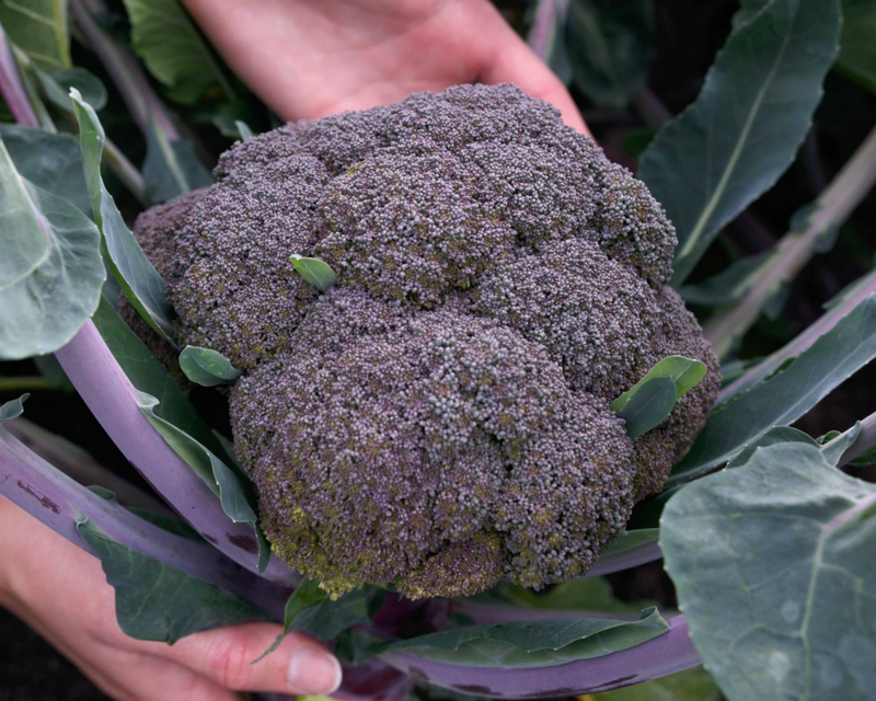 Purple Magic Hybrid Purple Broccoli Seeds