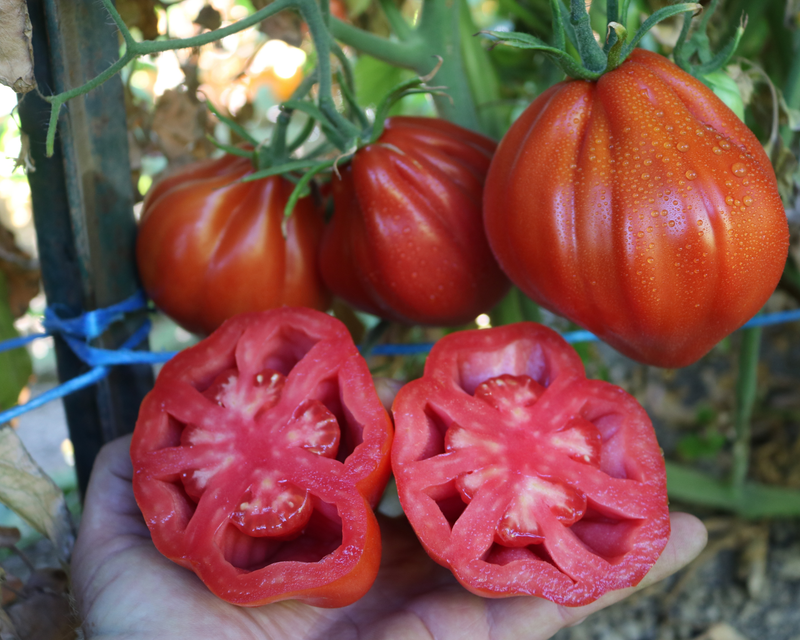 Bulk: Palpatation Hybrid Tomato Seeds