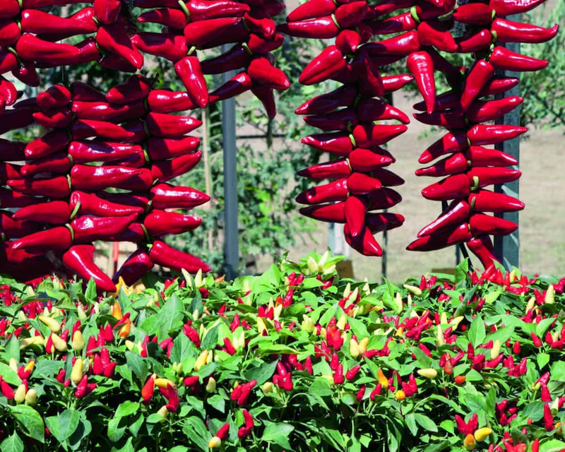 Bulk: Pretty 'n Sweet Hybrid Pepper Seeds