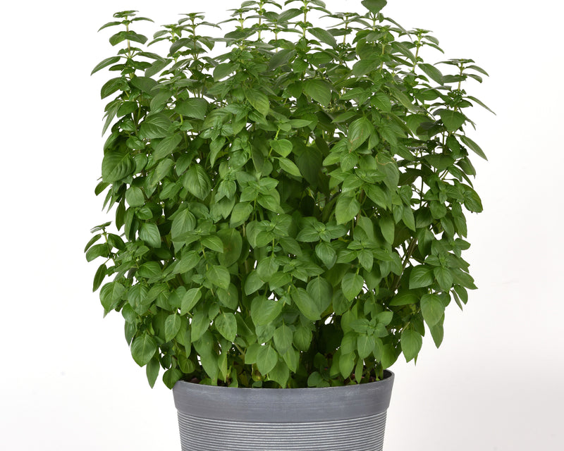 Everleaf Lemon Basil Seeds