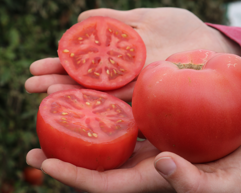 rosada tomato seeds for sale Pink Gal Hybrid Tomato Seeds