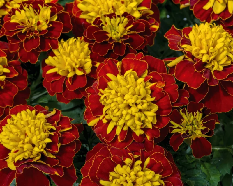 Marigold Super Hero Spry