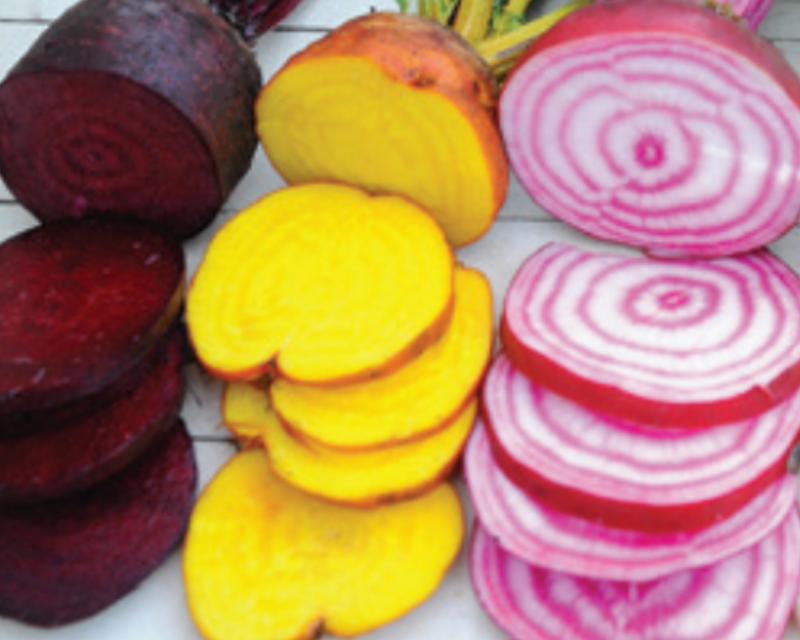 Rainbow Blend Showstopper Beet Seeds