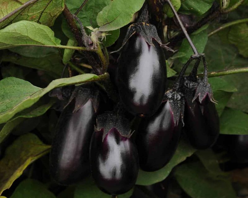 Patio Baby Hybrid Eggplant Seeds