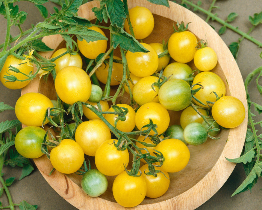 Firefly Hybrid Tomato Seeds