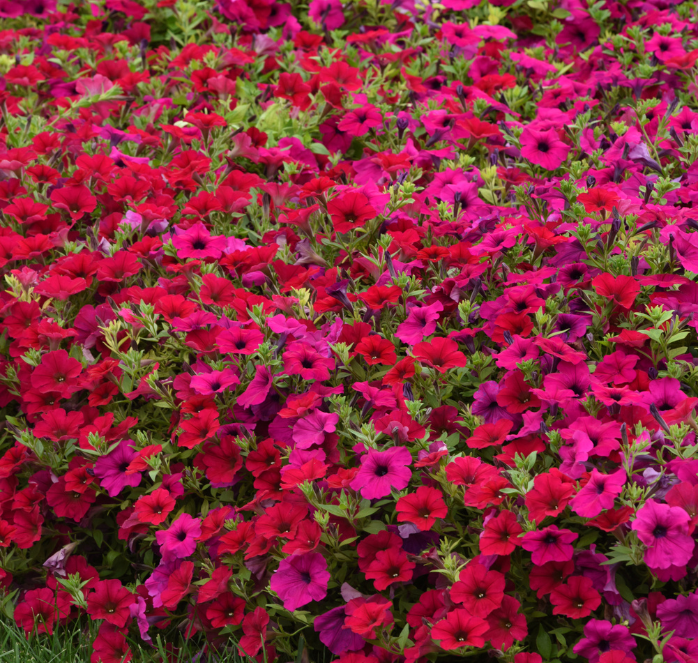 Bulk: Carmine Velour Wave® Spreading Petunia