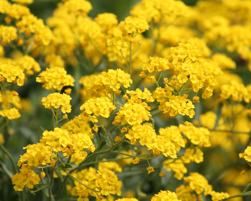 Basket of Gold Alyssum Seeds