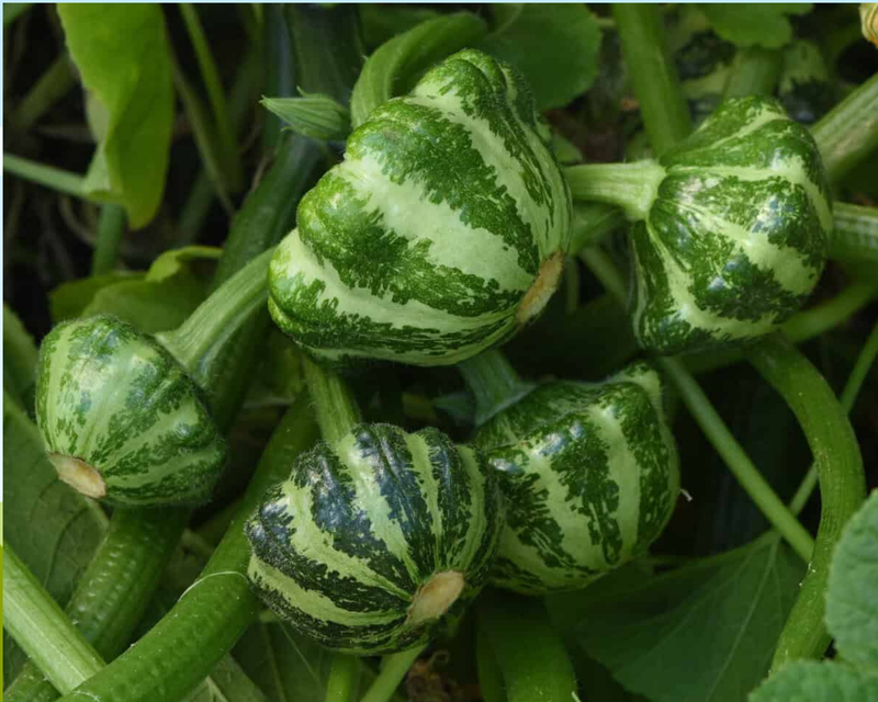 Bulk: Green Lightning Hybrid Squash Seeds