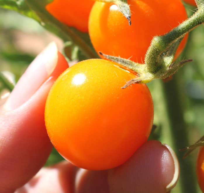 Sun Sugar Hybrid Tomato Seeds