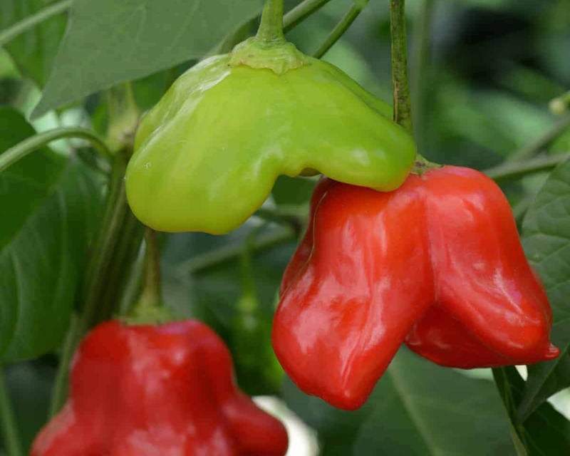 Bulk: Mad Hatter Hybrid Pepper Seeds