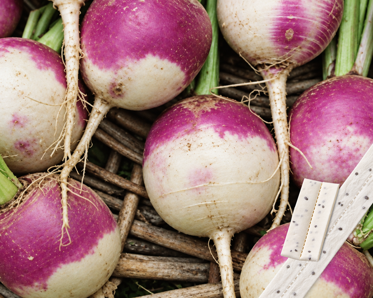 Purple Top White Globe Turnip Seed Tape