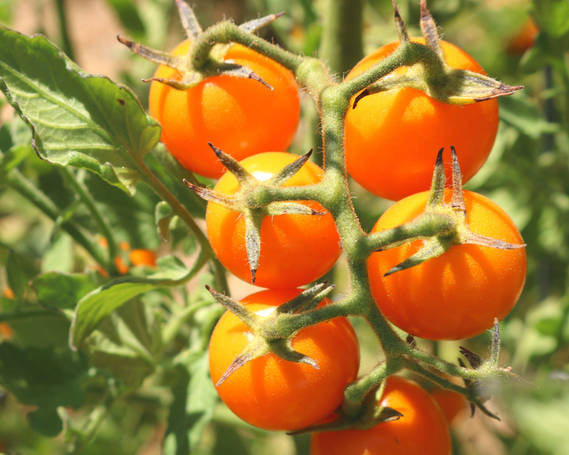 Bulk: Sun Sugar Hybrid Cherry Tomato Seeds