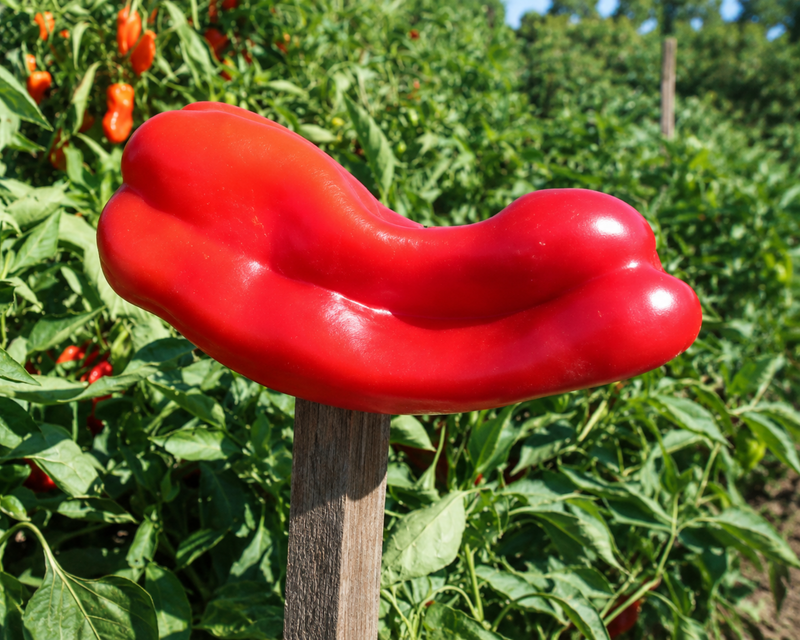 Big Bertha Hybrid Pepper Seeds