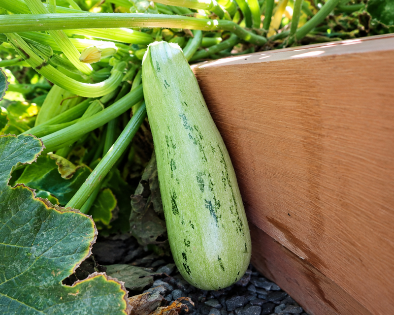 Bossa Nova Hybrid Summer Squash Seeds
