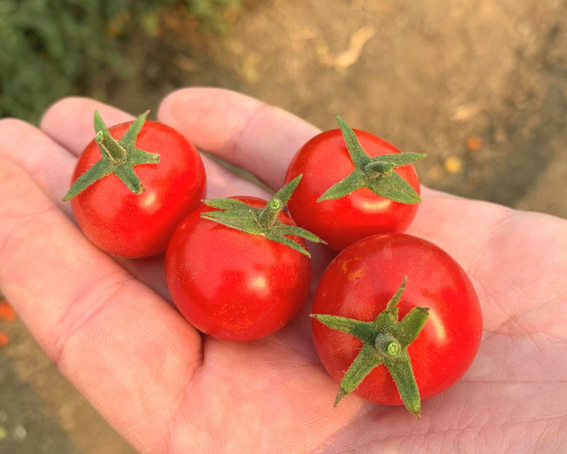 Unicorn Hybrid Tomato Seeds