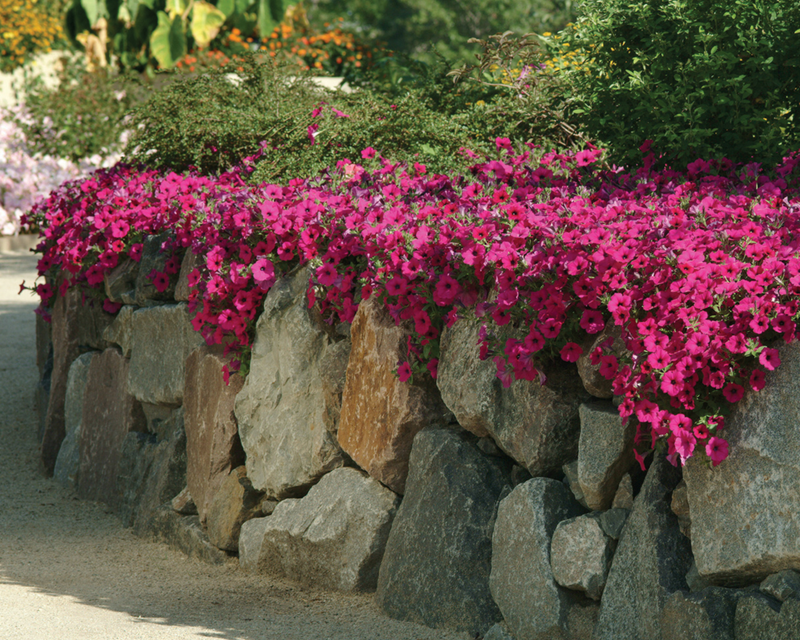 planting wave petunias from seed Purple Wave® Spreading Petunia Seeds — Seeds 'n Such