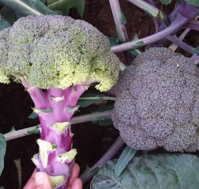 Bulk: Purple Magic Hybrid Broccoli Seeds