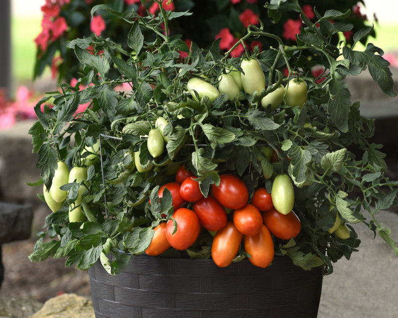 Bulk: Bellatrix Hybrid Roma FFFTLb Tomato Seeds