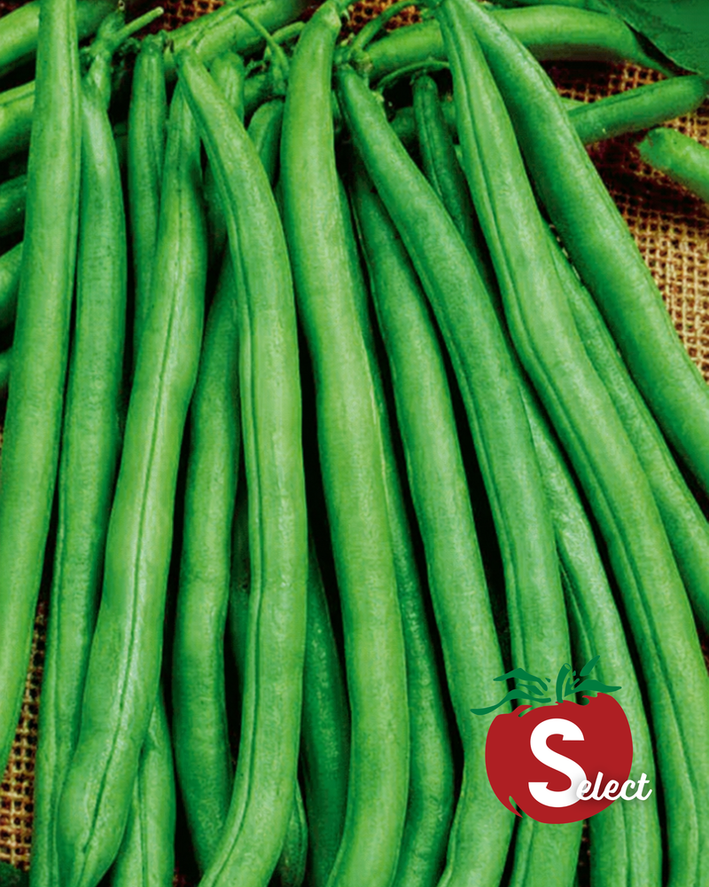 Blue Lake 274 Bush Bean Seeds