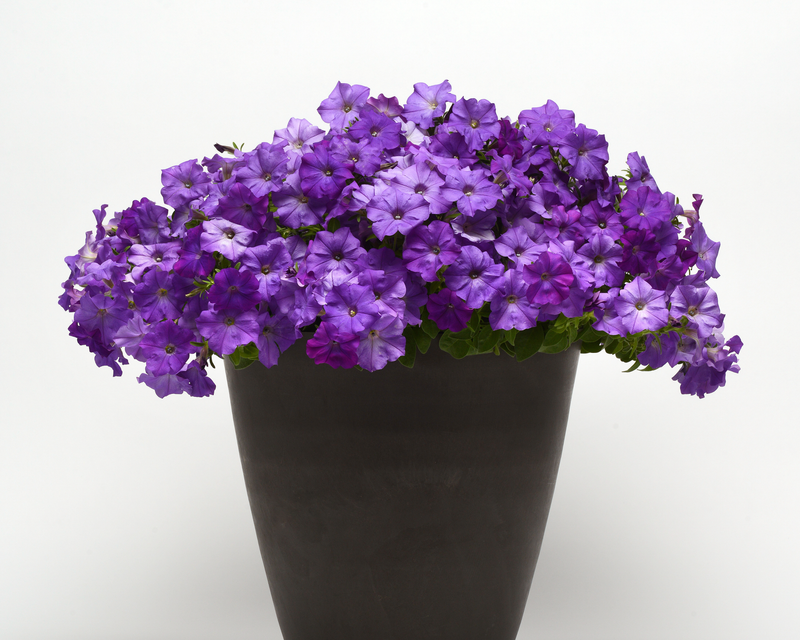 Bulk: Shock Wave® Denim Spreading Petunia Seeds