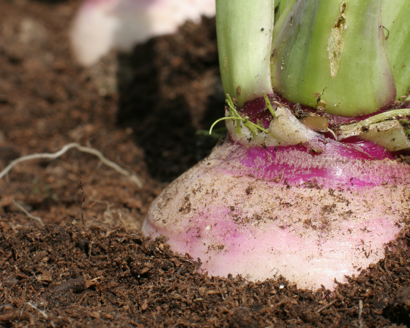 Purple Top White Globe Turnip Seeds